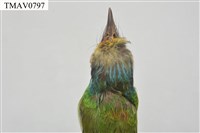 五色鳥藏品圖，第18張